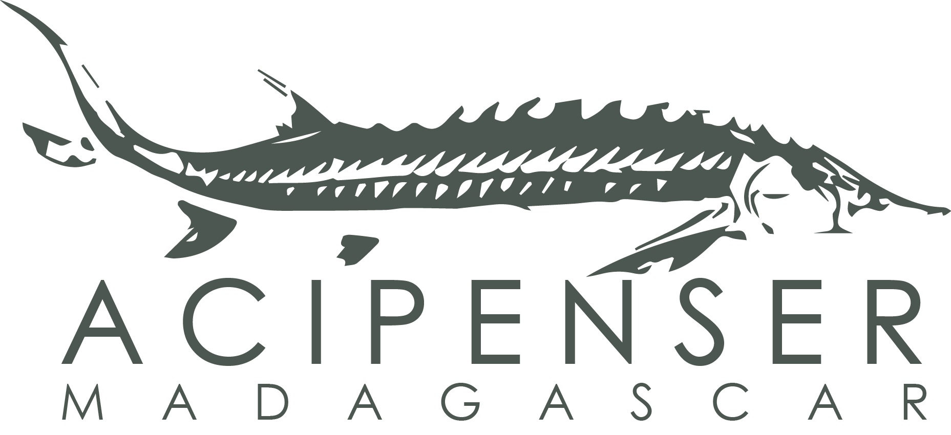 лого Аcipenser Madagascar